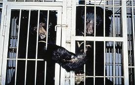 Bear cubs are given a larger enclosure than those of milking age, allowing room to grow faster