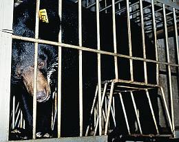 This newly designed milking cage is convenient for bile extraction