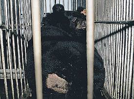 Rubbed raw by the bars of its cage, this bear is resident at a farm that claims it has a veterinary technician
