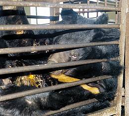 Bile seeps from a bear's abdomen at a farm in Heilongchiang Province