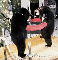 Training cubs for circus performances provides a supplementary income for farm owners