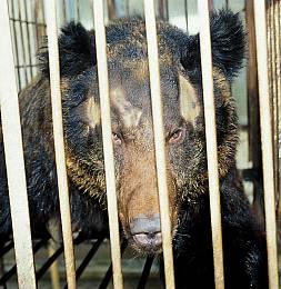 Despite government claims of improvement at this model farm, pronounced scaring on the head of a brown bear shows how damaging containment is