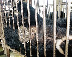 A tube has been inserted into this bear's abdomen for bile extraction