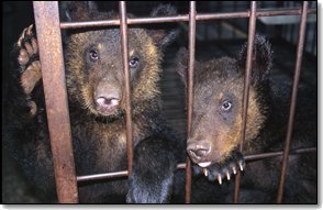 moonbear4.jpg (16932 byte)
